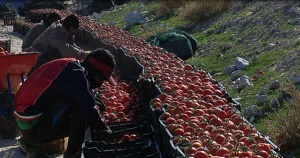 روزهای بحرانی گوجه کاران بوشهری