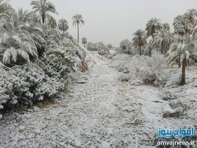 تصاویر بارش برف در شهرهای استان بوشهر