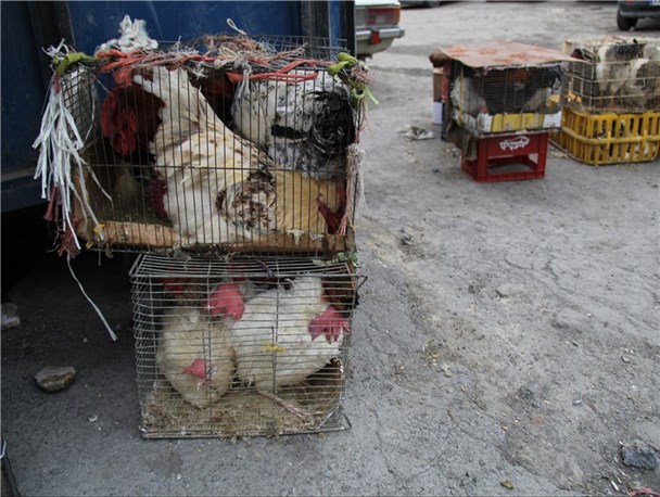 فروش مرغ زنده در بازار دیر خطر آفرین است