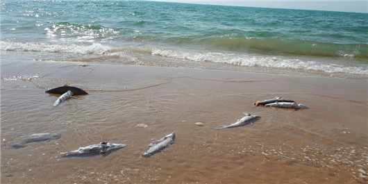 سوداگری میلیاردی با دم کوسه‌ها در سواحل خلیج‌فارس ادامه دارد/ محیط زیست: گارد ساحلی نداریم+ فیلم