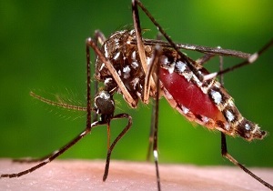پشه‌های بیماری‌زا در کمین بوشهری‌ها‌‌/شناسایی پشه آئدس در مناطق جنوبی