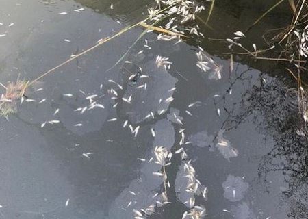 مرگ ماهی ها به دلیل ریختن فاضلاب پالایشگاه عسلویه به تالاب نایبند و جنگل حرا